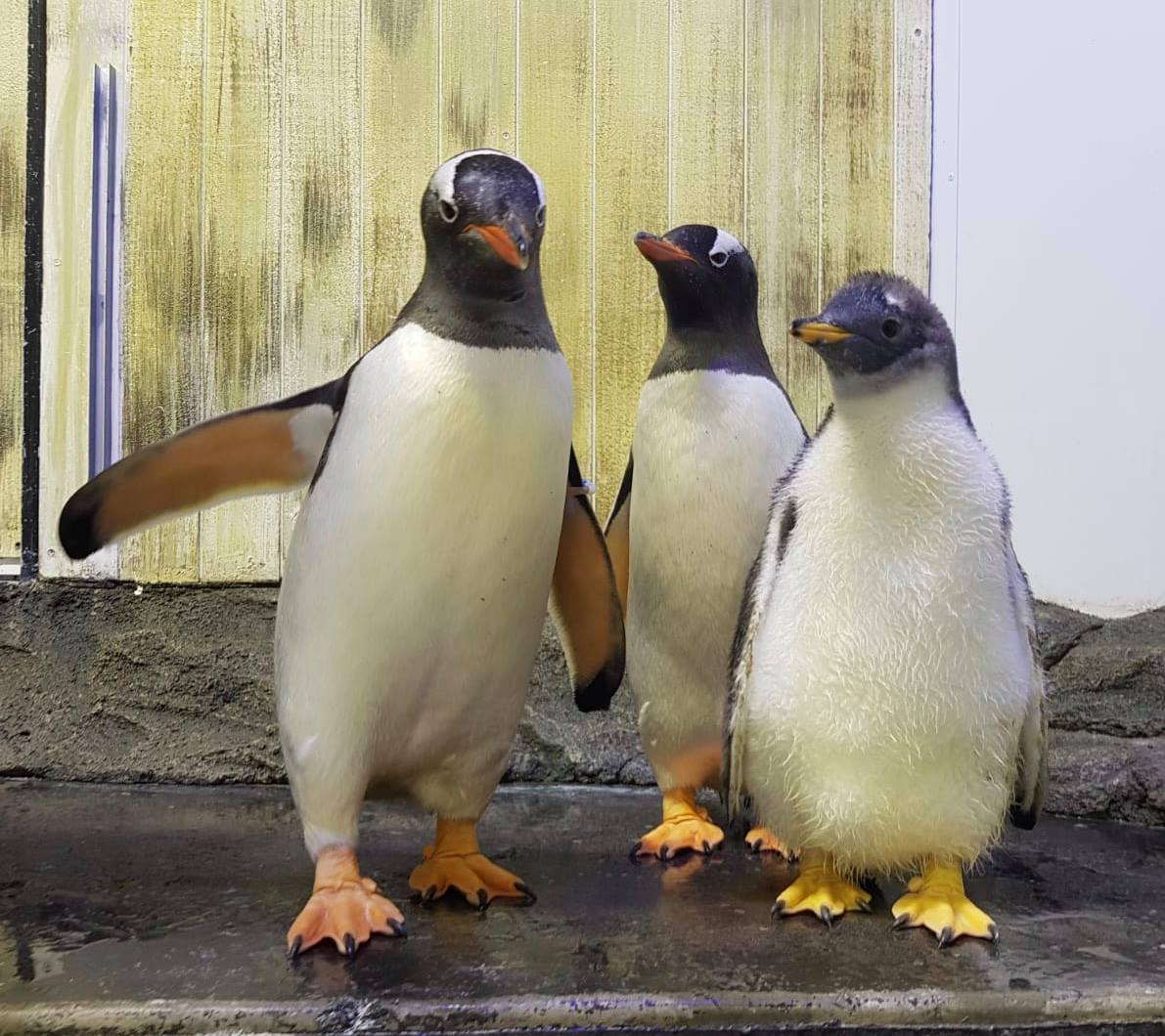 Gay penguin couple's baby assigned gender