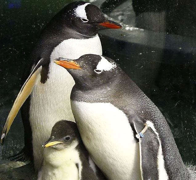 Book about gay penguins raising a chick could make children gay, says parent