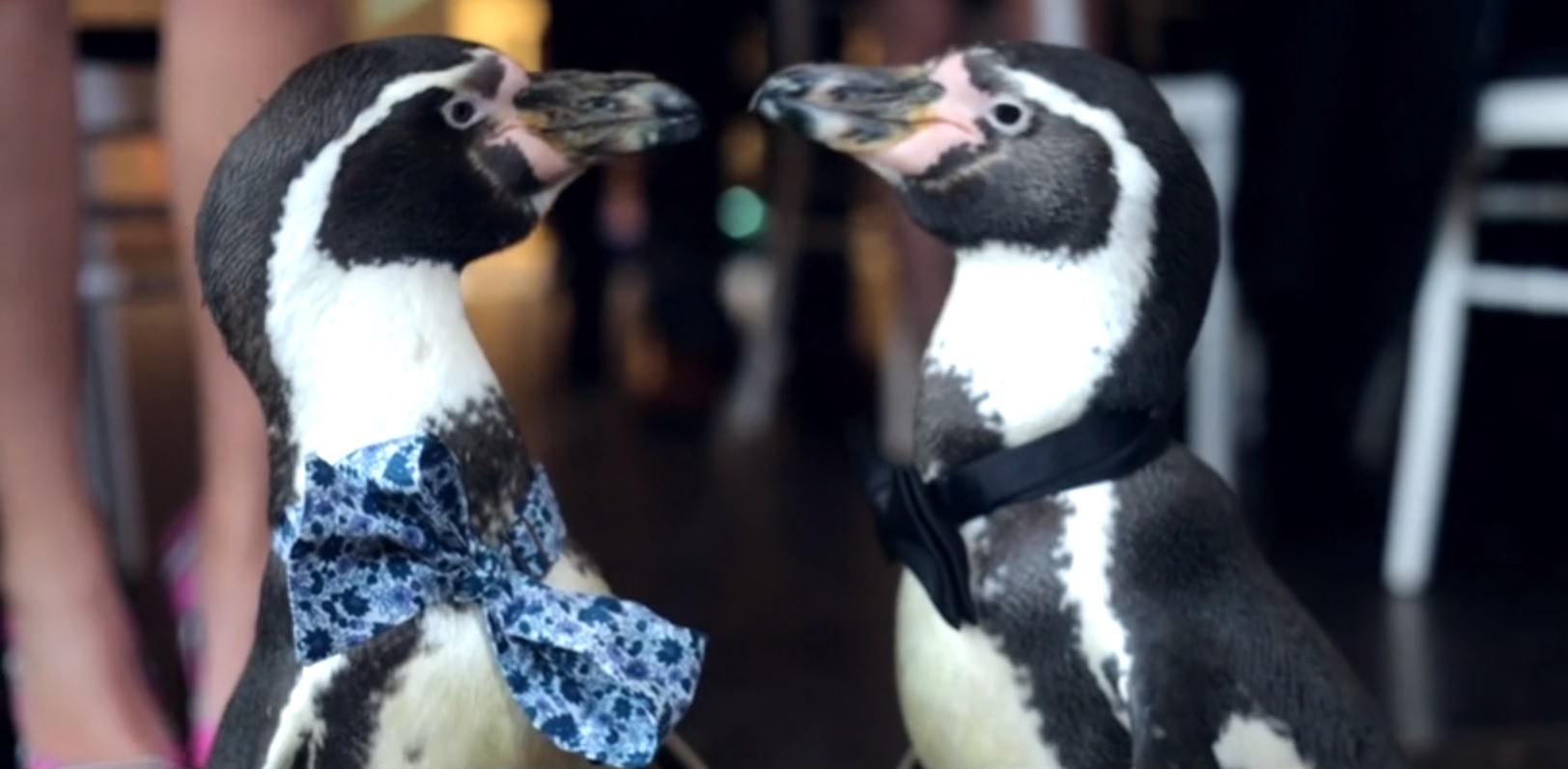 This gay penguin wedding is everything we need on Valentine's Day
