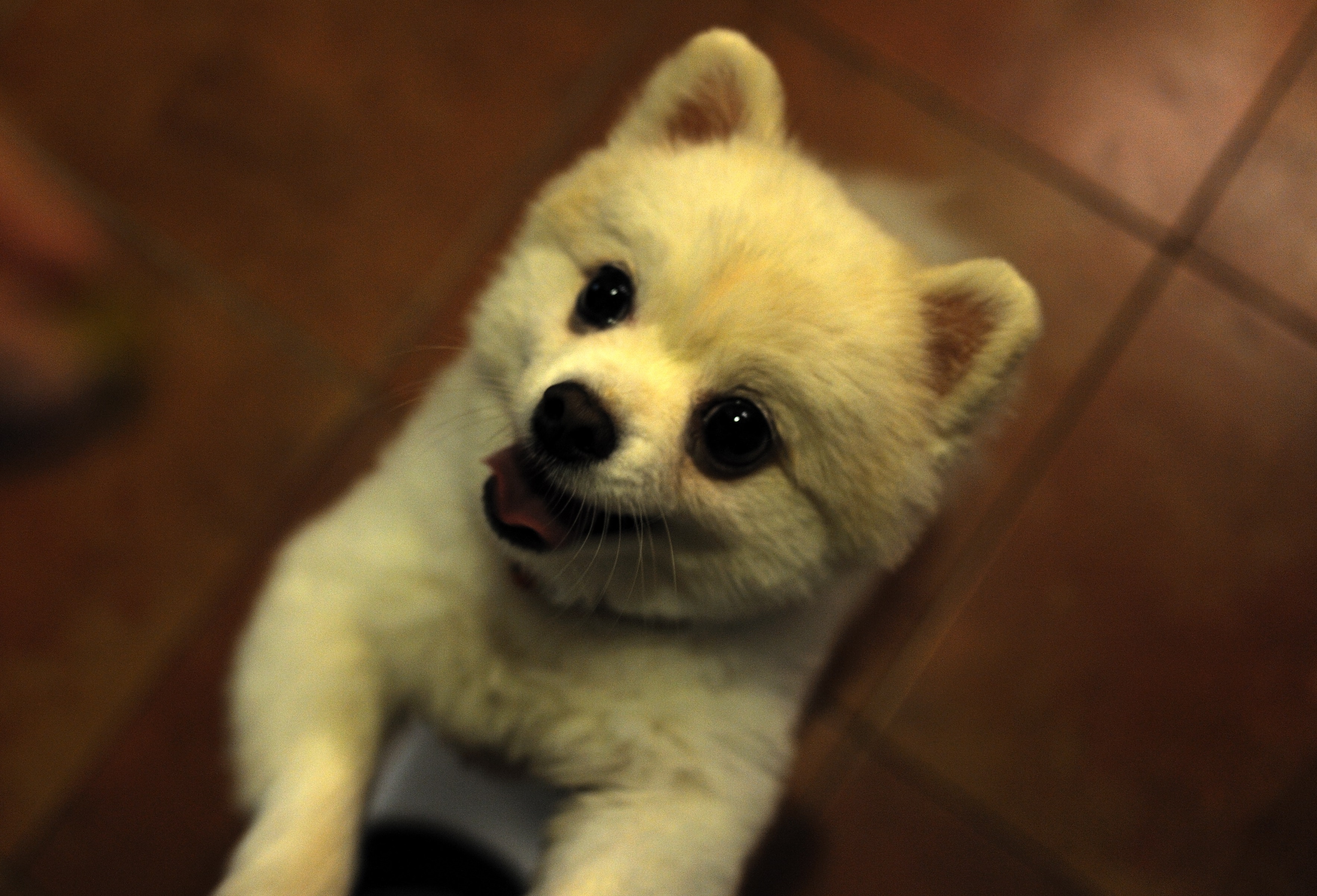 Woman 'assaulted girlfriend and put her dog in a microwave' after her team lost