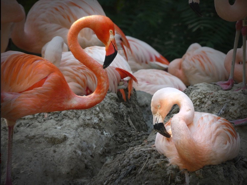 Denver Zoo announces two gay flamingos ahead of Pride