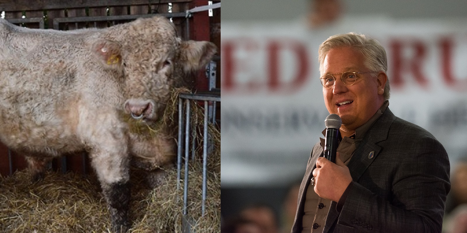 Right-wing pundit Glenn Beck shocked to find out his bull is gay