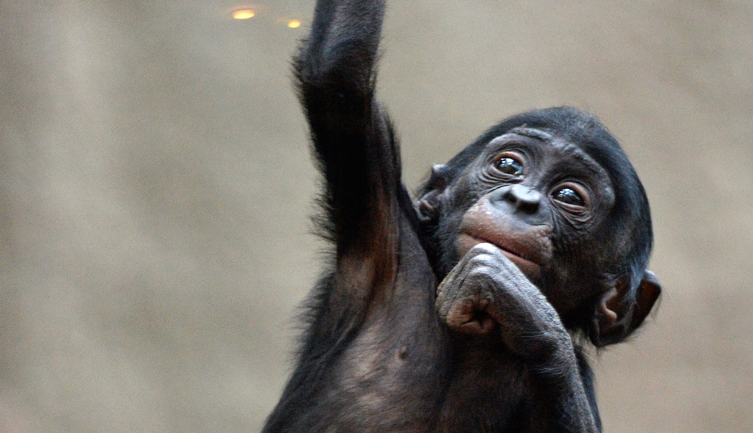 Ever been told homosexuality is unnatural? These 7 animals strongly disagree