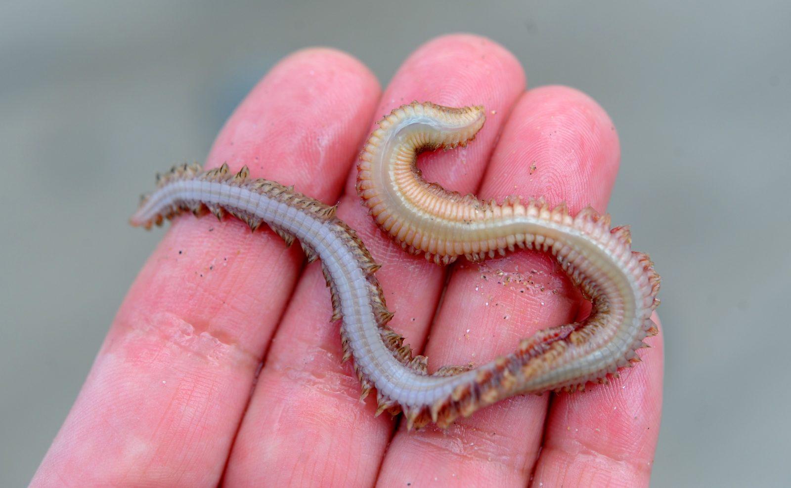 There's a species of asexual worm that hasn't had sex in 18 million years. Yes, really