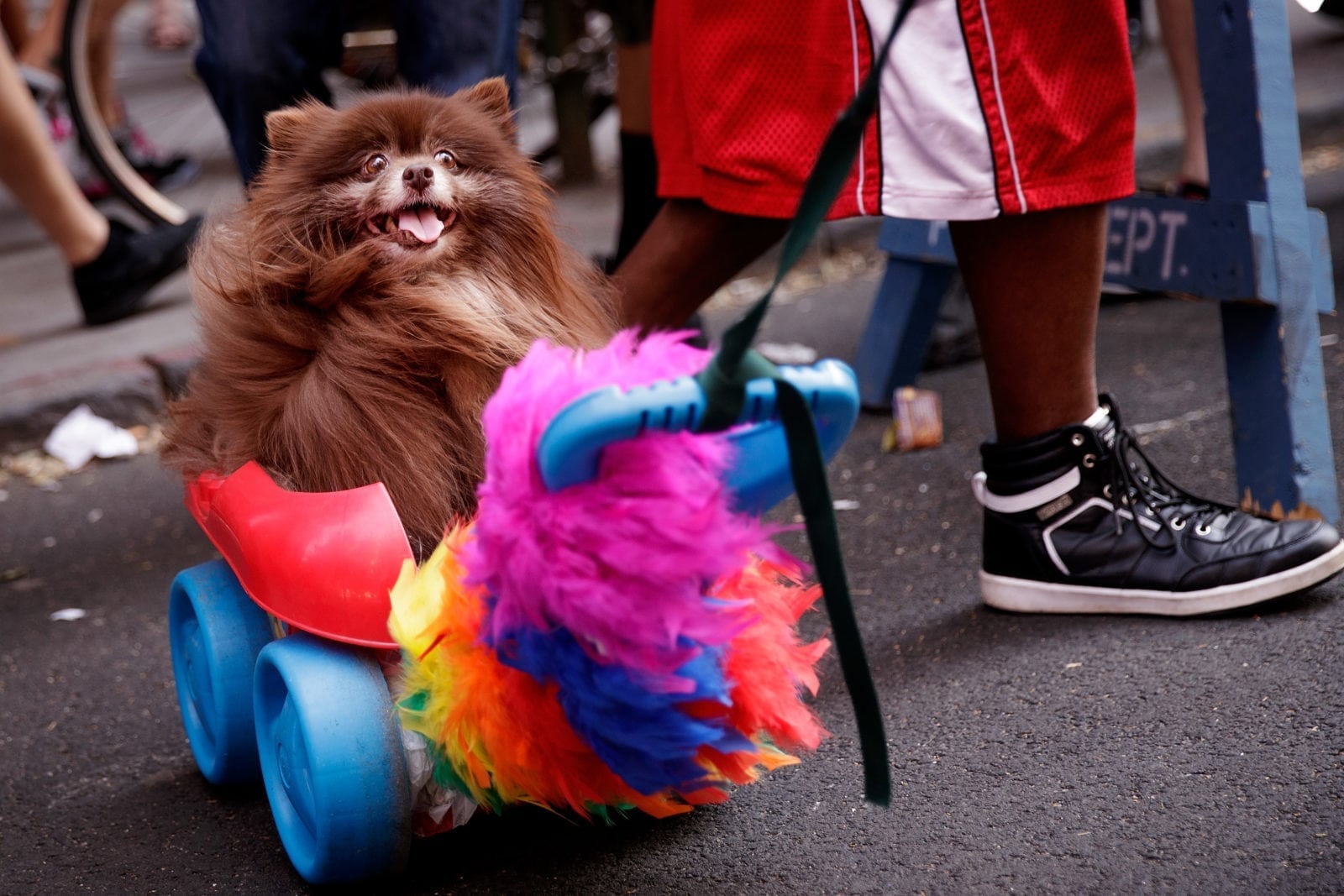 12 very good dogs having the time of their lives at Pride