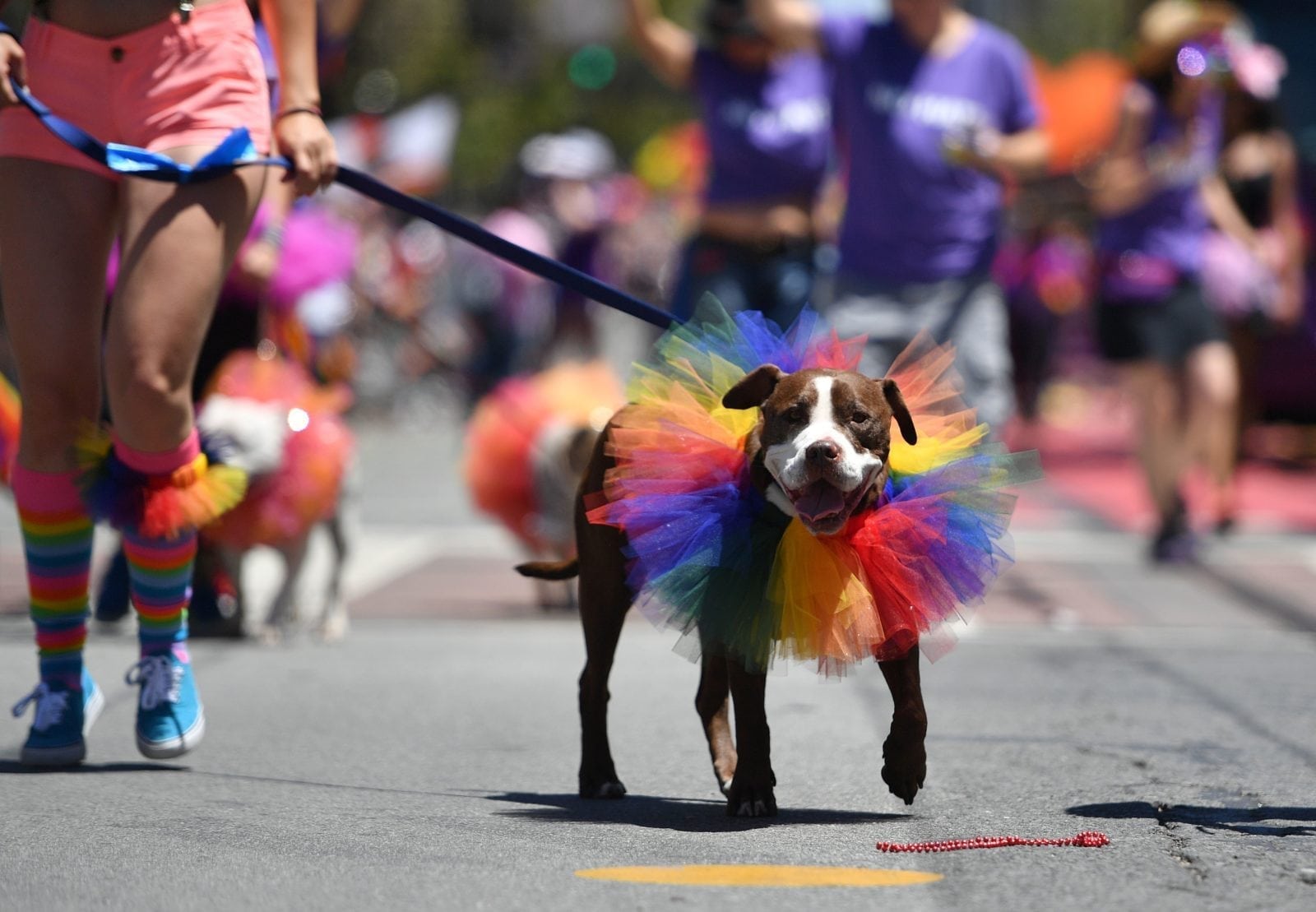 People care more about animal rights than LGBT equality, survey shows