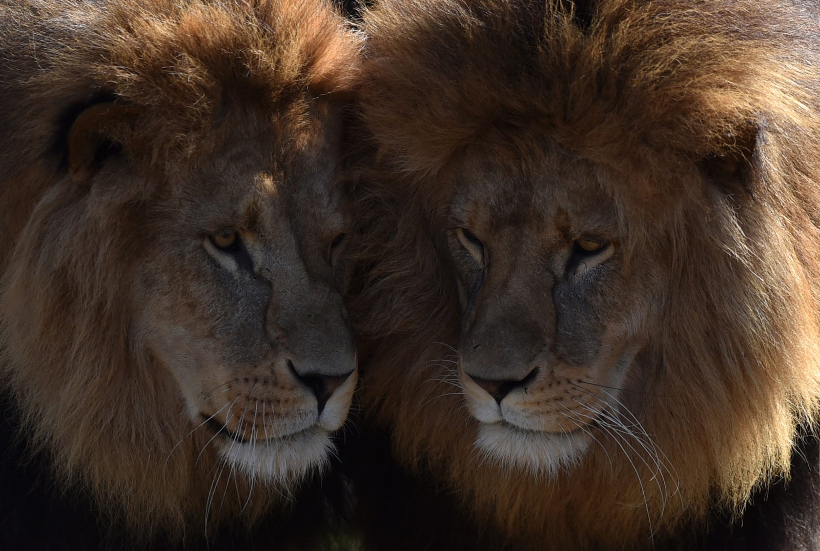 Amsterdam zoo celebrates Pride with tour of 'homosexuality in the animal kingdom'