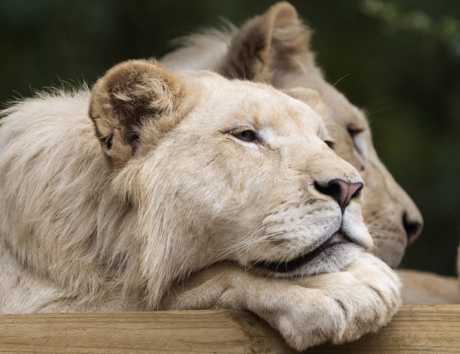 Isle of Wight Pride apologises for advertising "disgusting" tug-of-war event with a lion