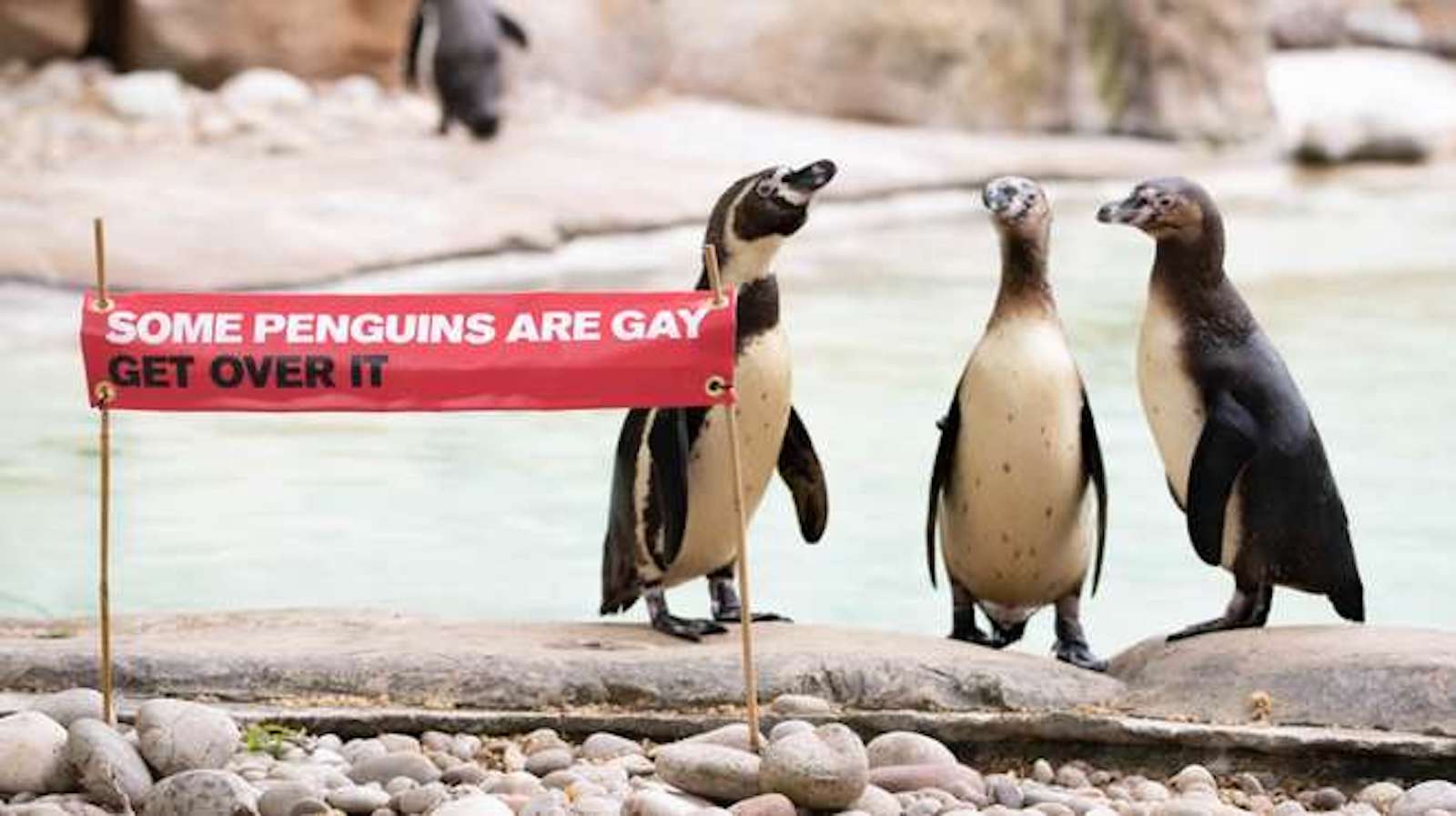 London Zoo: Some penguins are gay, get over it