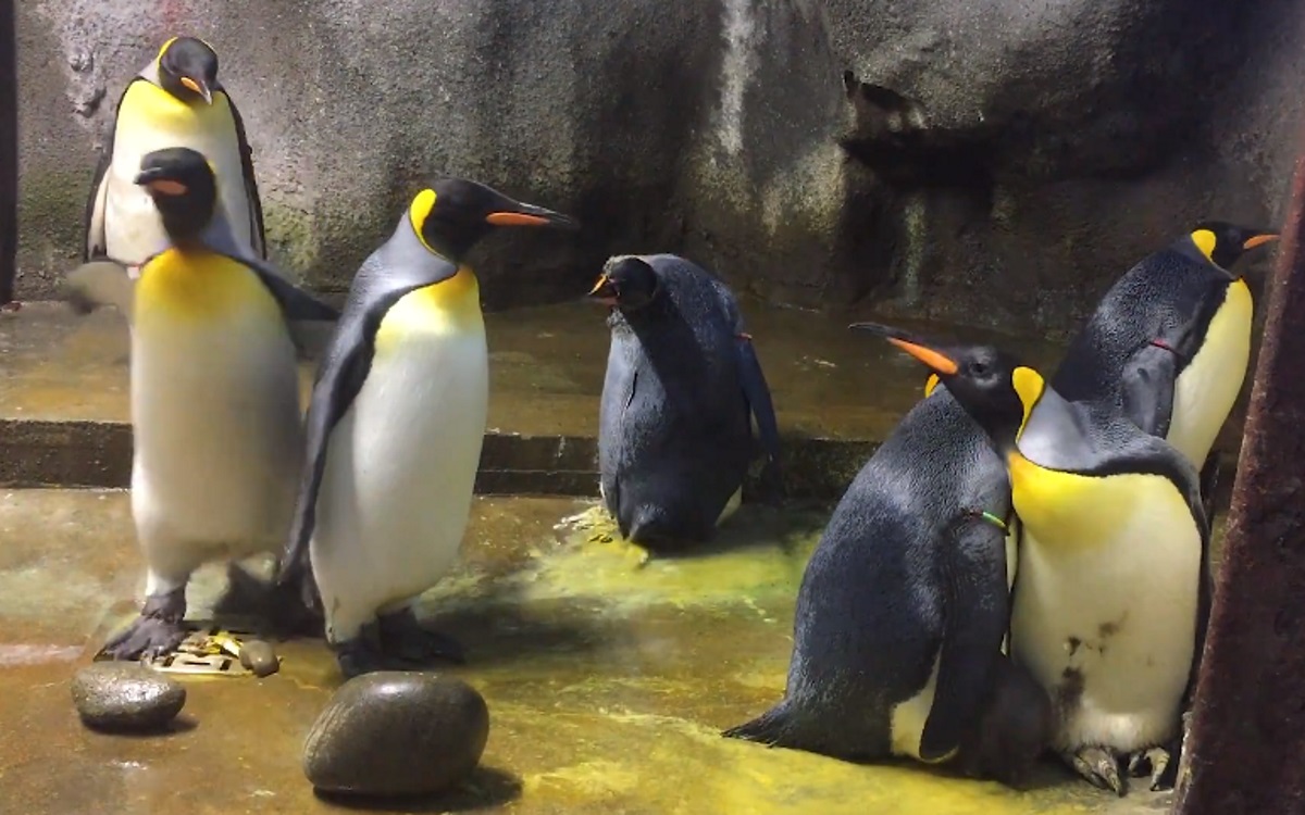 Gay penguin couple takes chick away from 'bad straight parents'