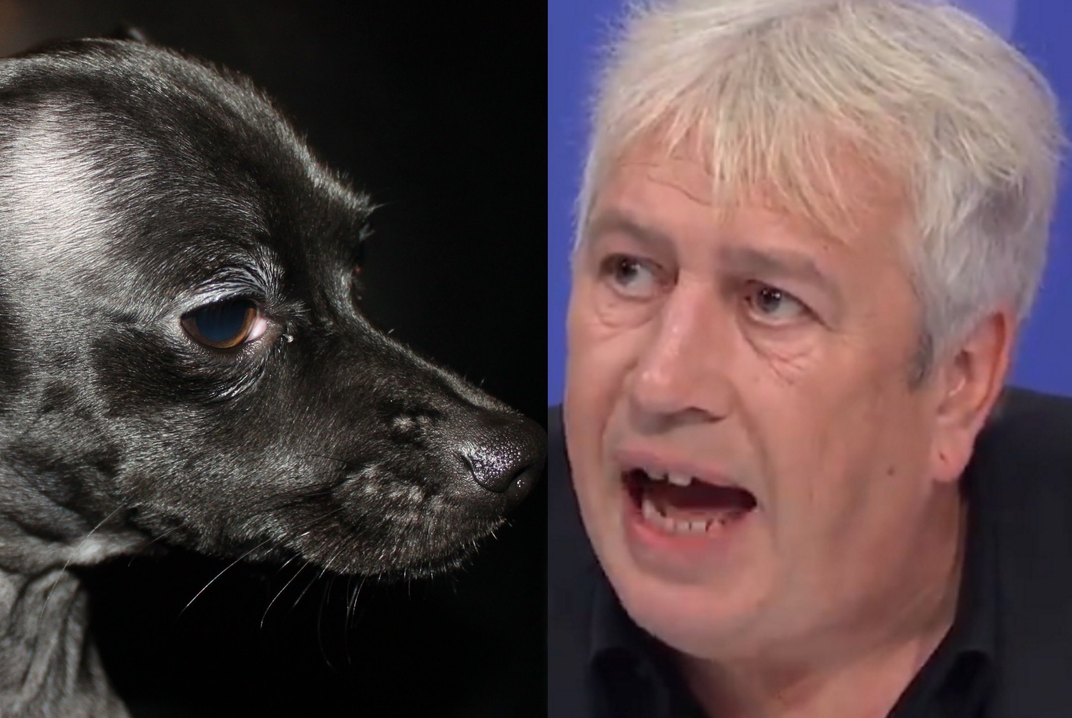 Times columnist Rod Liddle 'identifies as young, black, trans chihuahua'