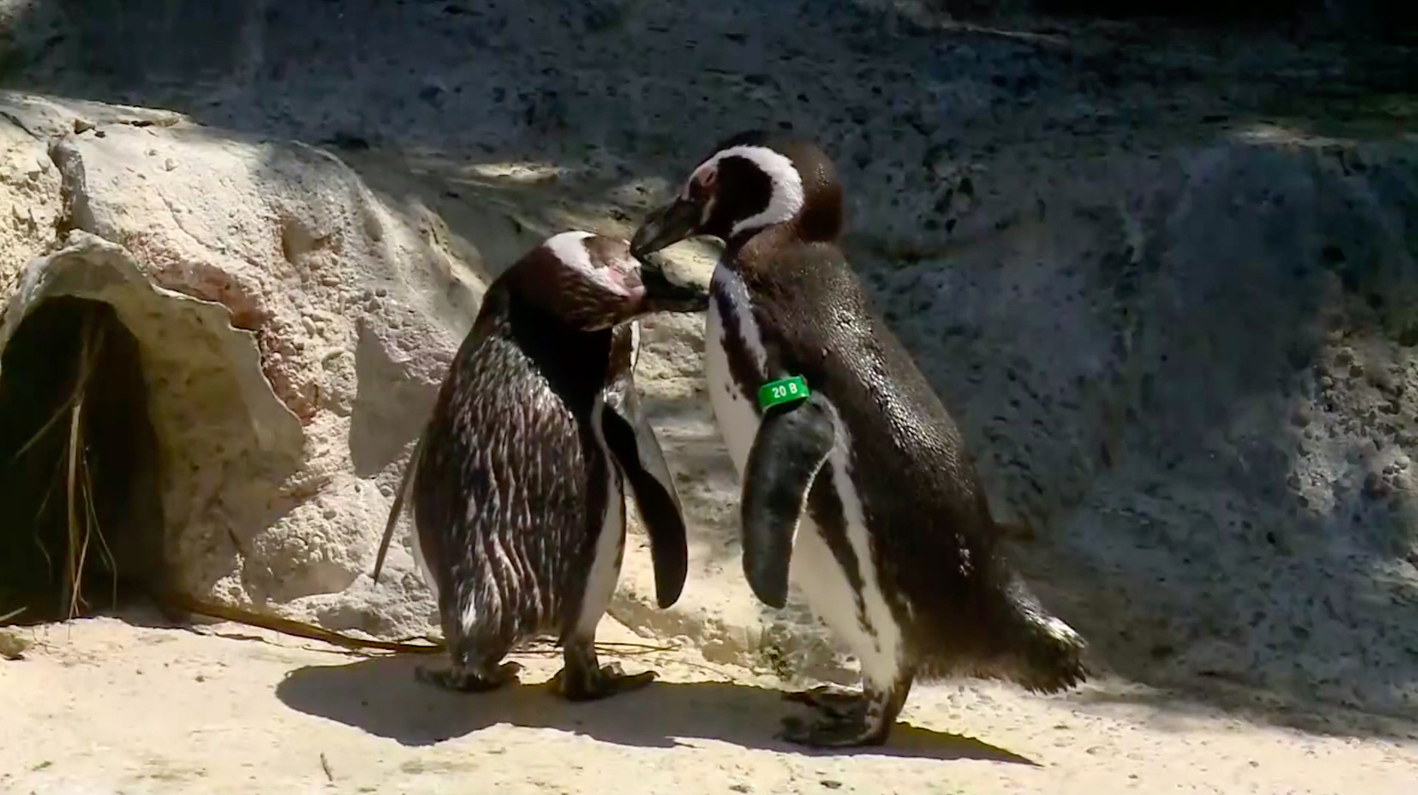 Gay penguin couple are the best parents at San Francisco Zoo