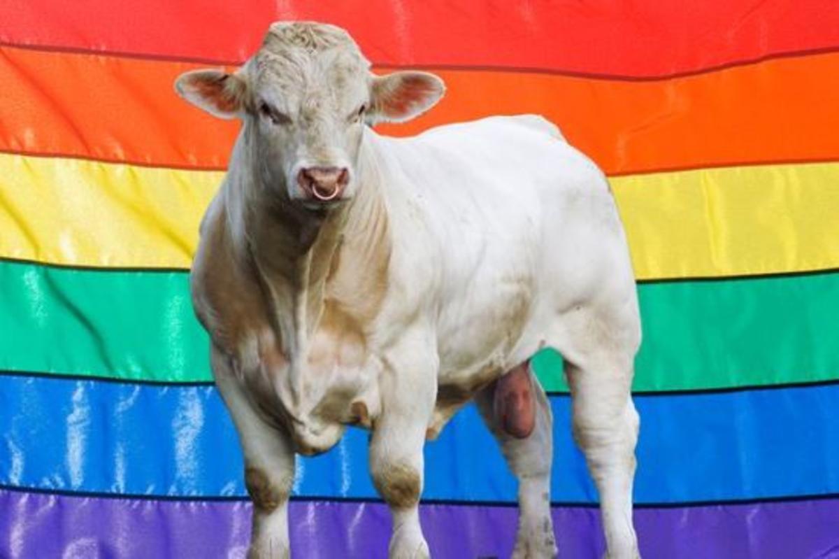 Simpsons co-creator explains why he spent £5,000 to save a gay bull