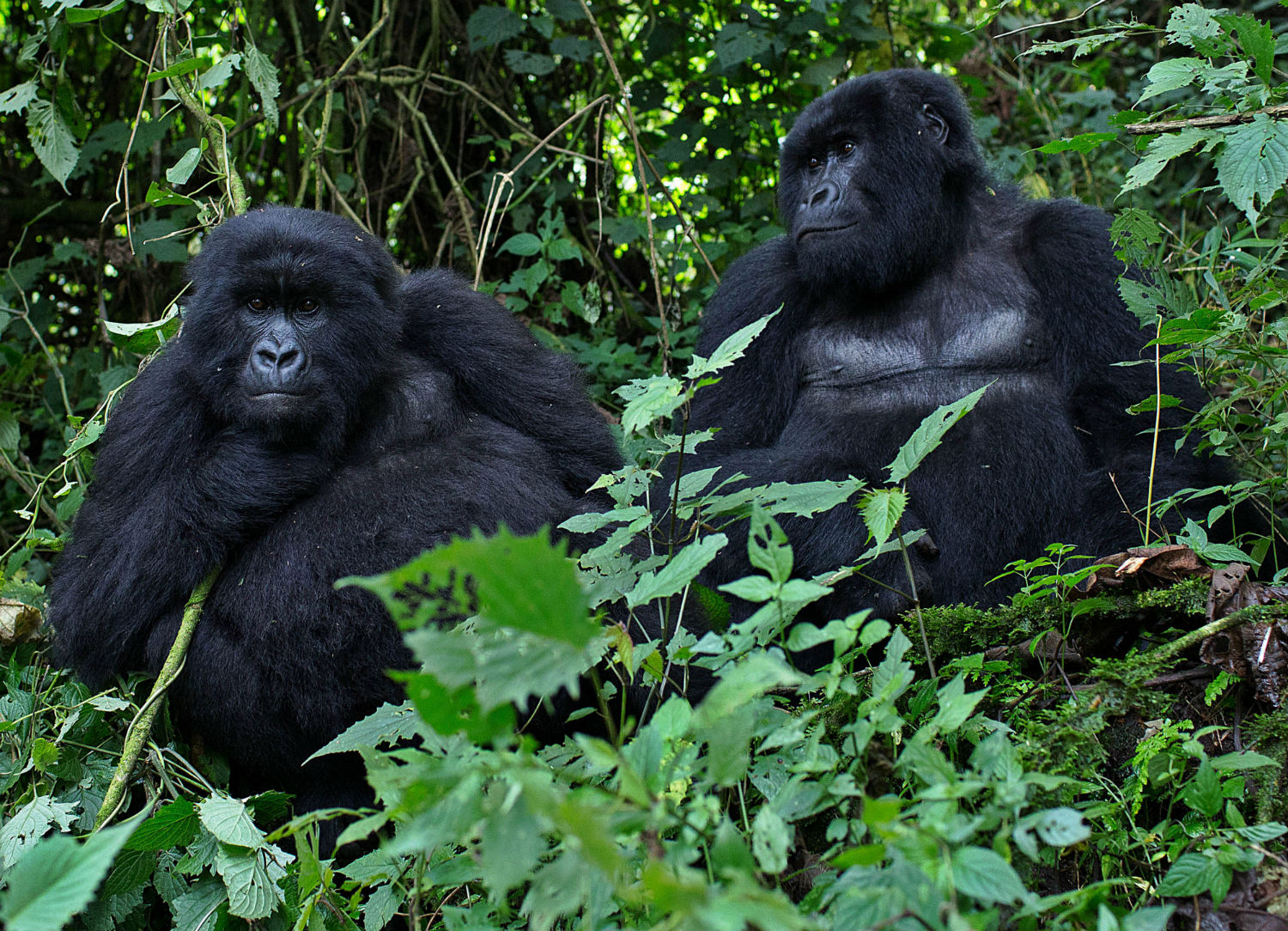 Female gorillas opt for gay relationships after growing tired of male rejection (VIDEO)