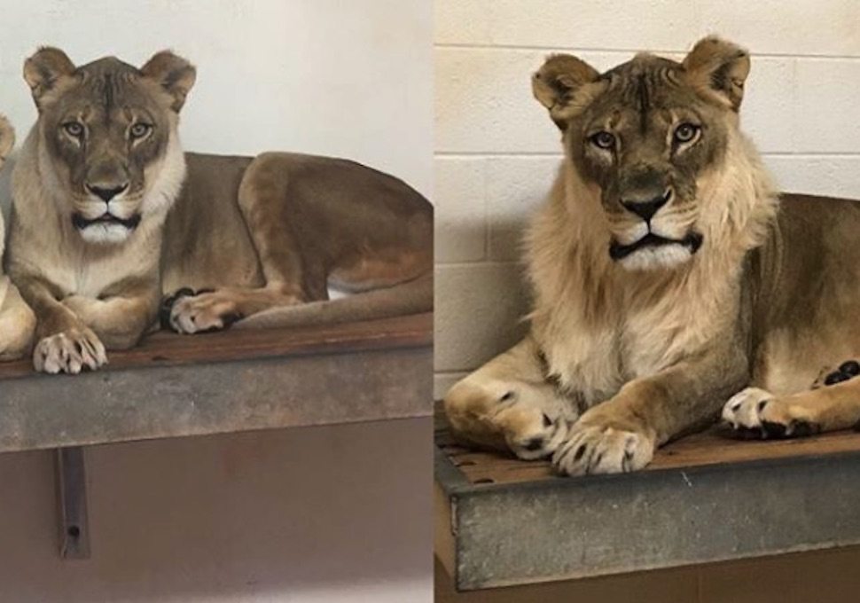 'Trans lion' sprouts mane after living life as a lioness