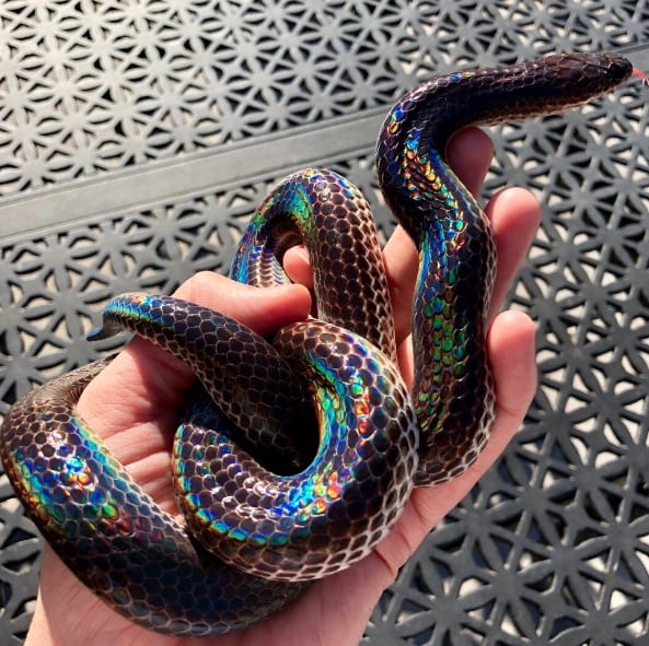 This beautiful rainbow-coloured snake is a Pride month gift