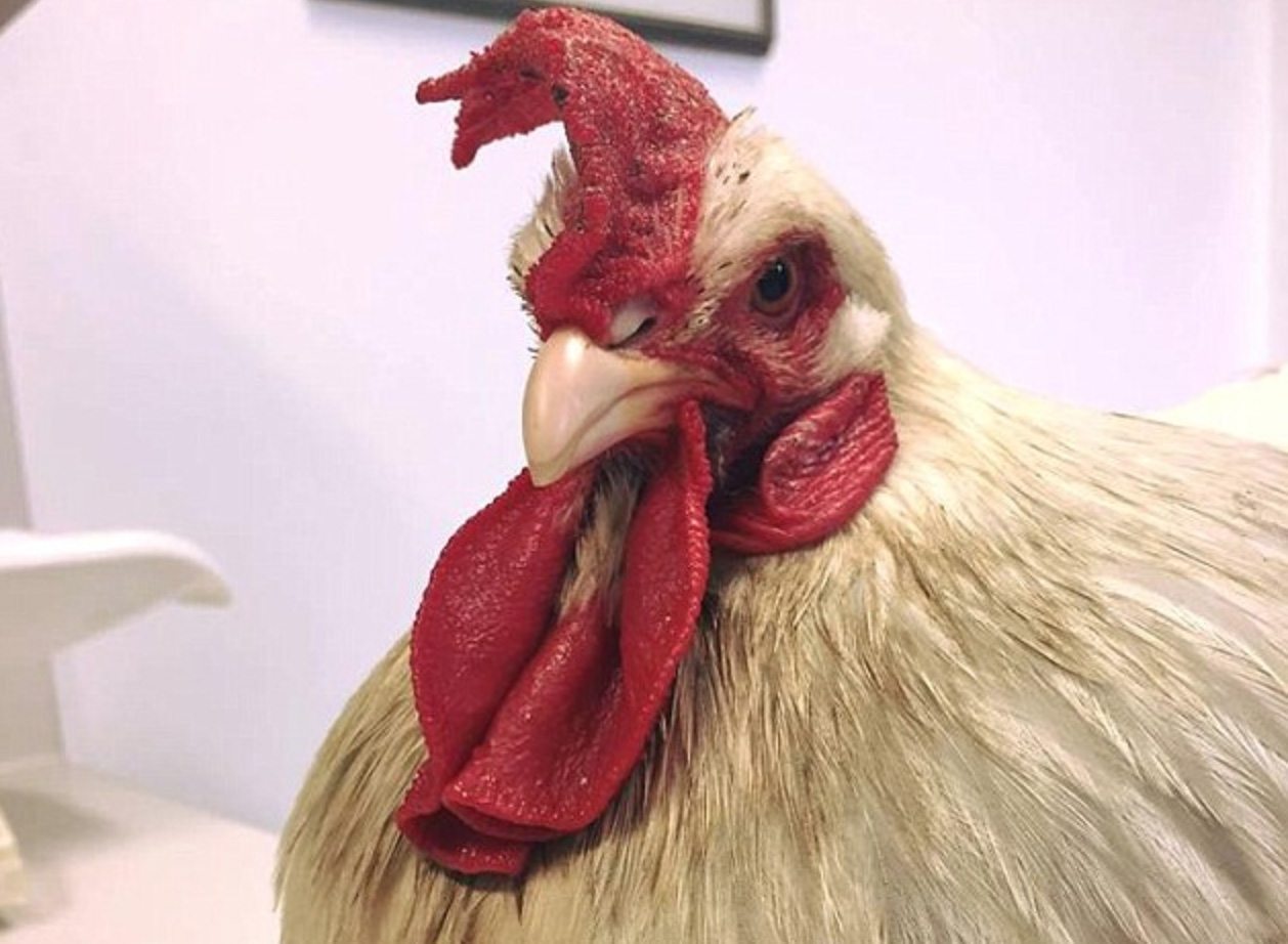 This trans hen biologically turned into a rooster, now vets are giving it hormone blockers