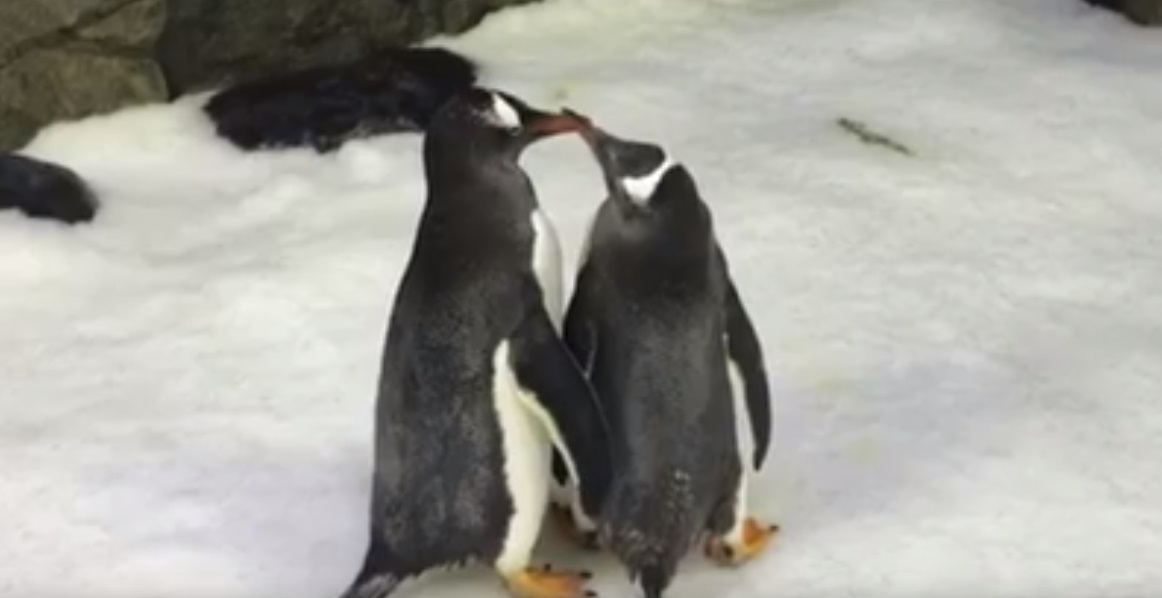 Gay penguins in Australia adopted an egg and they are 'amazing parents'