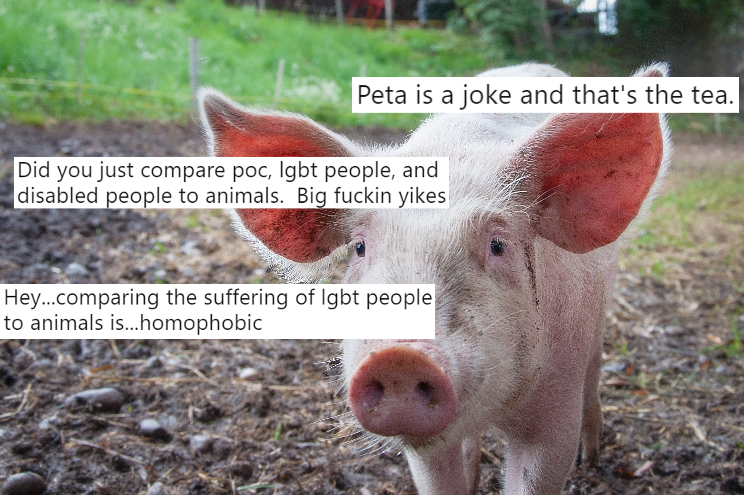 PETA compares homophobia to phrases like 'bring home the bacon'