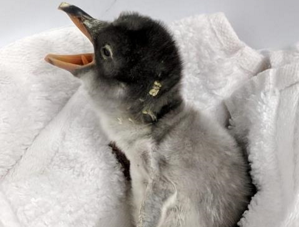 Gay penguin couple welcomes baby chick after hatching adopted egg