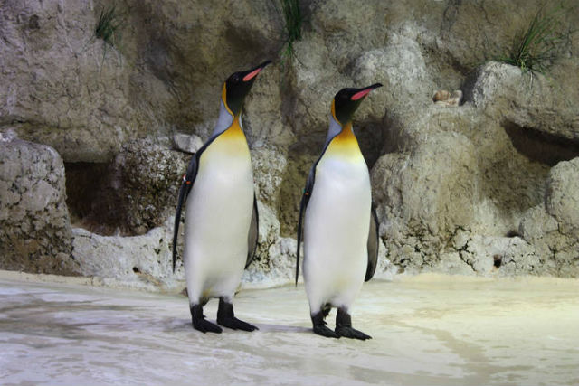 Gay penguin couple at Munich Zoo adopt rock in absence of chick to care for