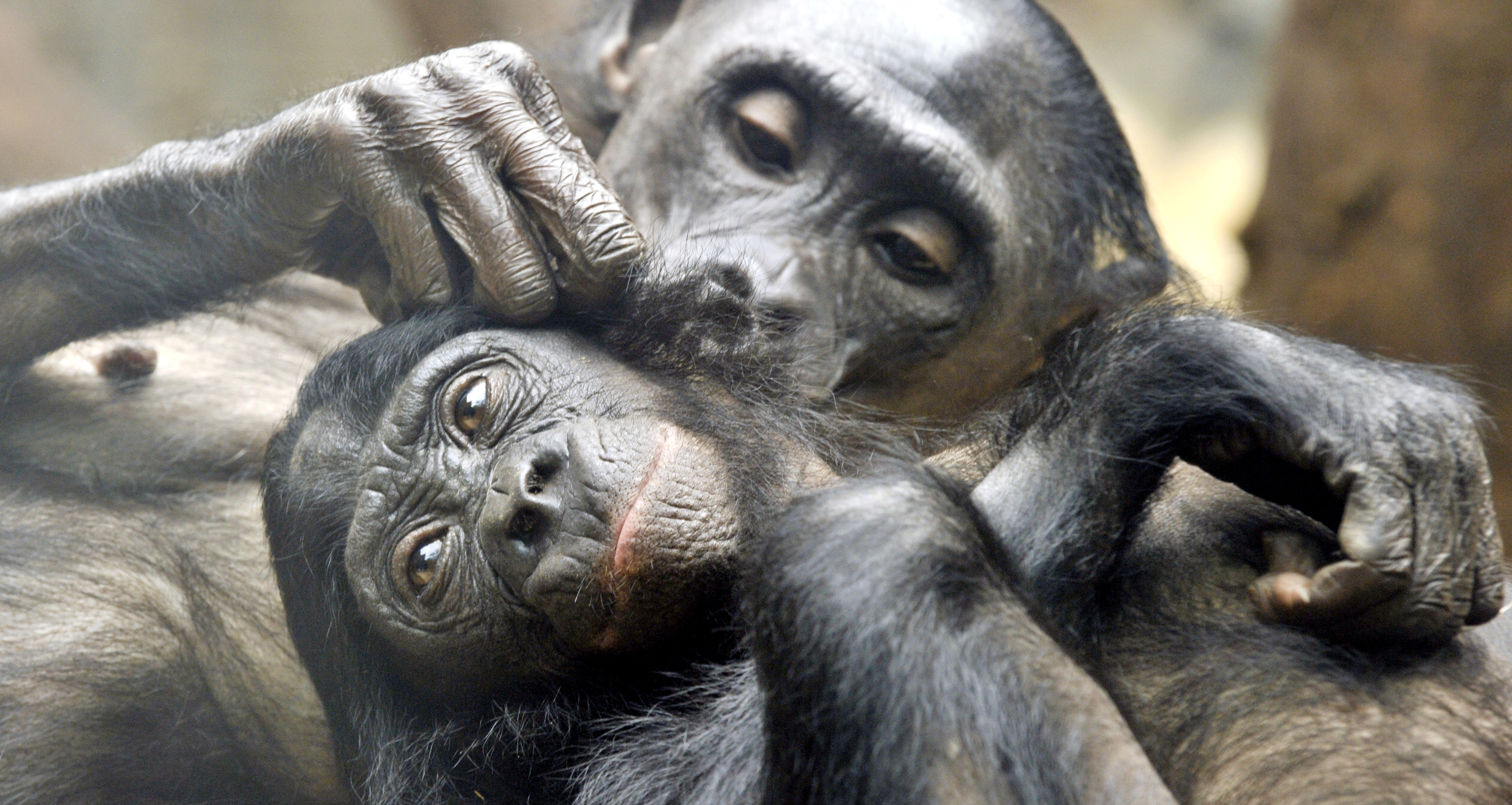 New research seeks to explain why same-sex interactions between female pygmy chimps is so important