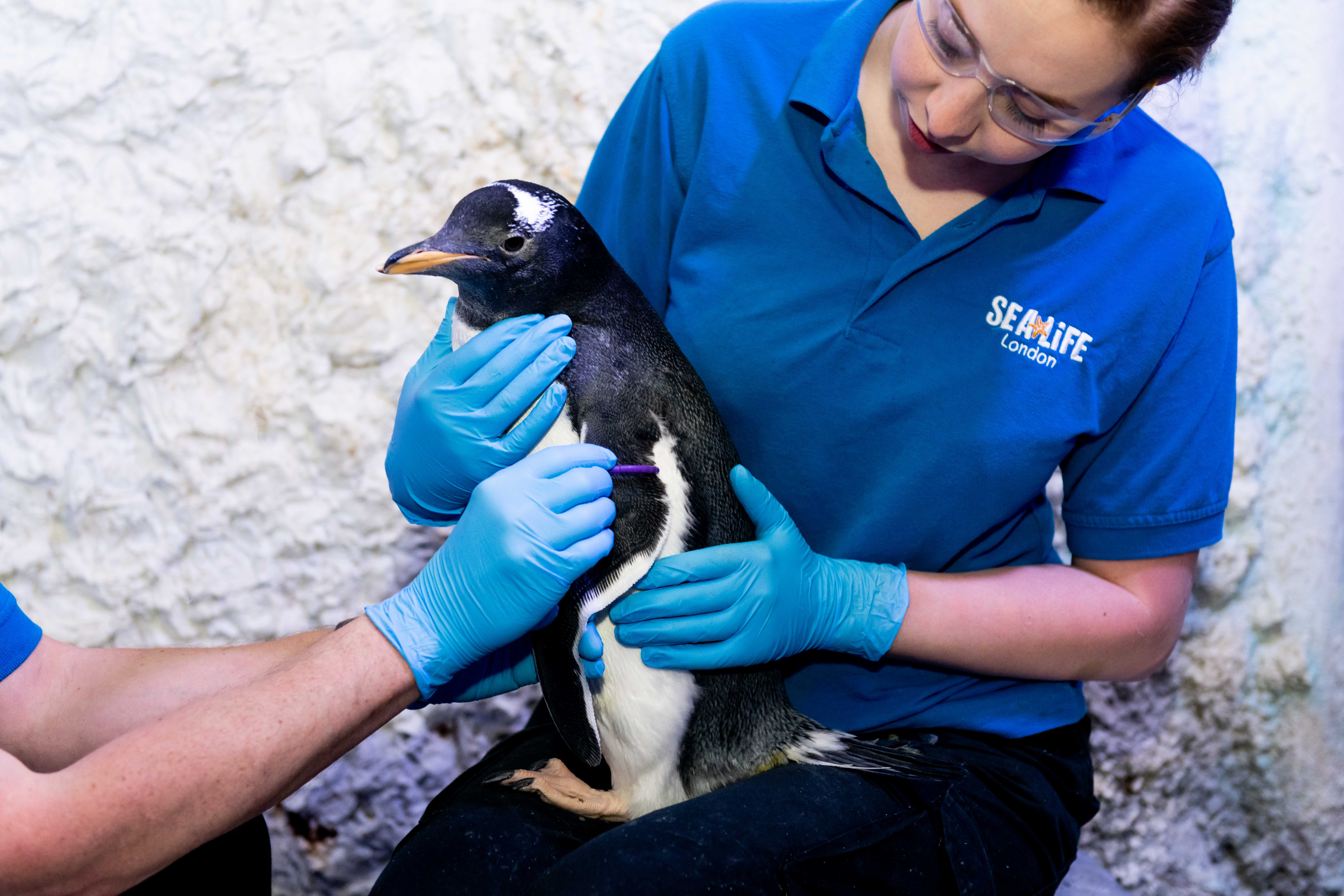Penguin chick raised by same-sex penguins revealed to be gender neutral