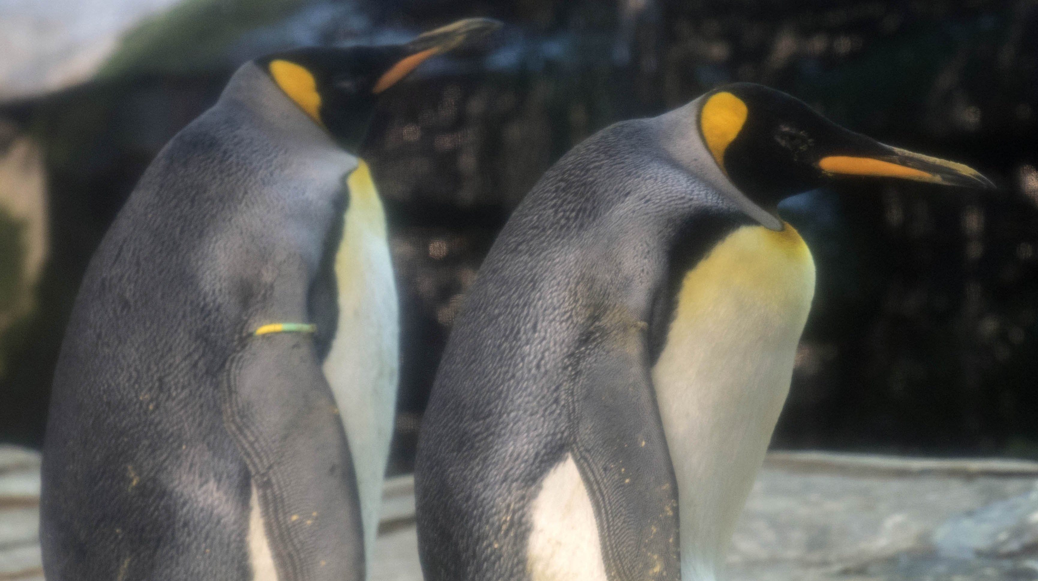 Egg being cared for by gay penguin dads in Berlin fails to hatch