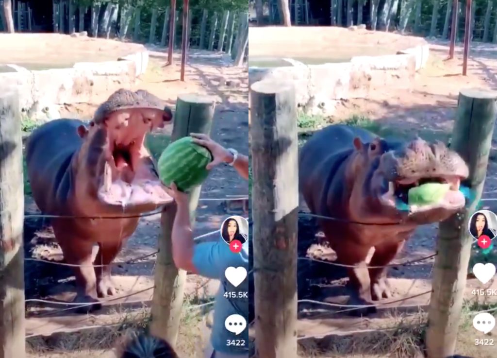 A couple enlisted a hippo to do the honours at what some Twitter users have said is the &quot;worst gender reveal&quot; party ever. (TikTok)