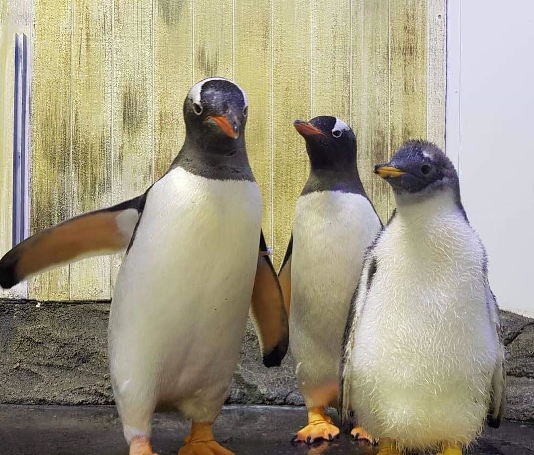 Gay penguin 'power couple' have adopted another egg together after successfully hatching their first chick