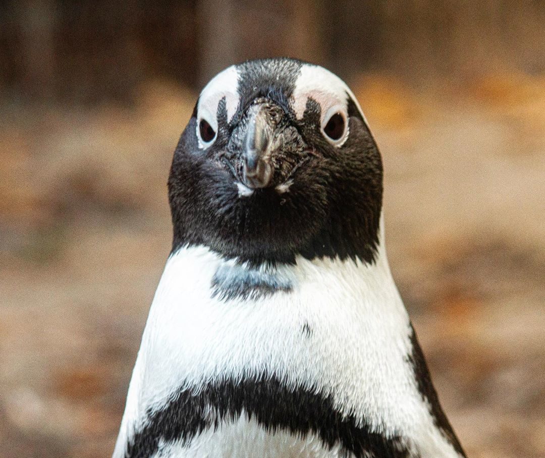 These two gay penguins stole an egg so they could start their own family