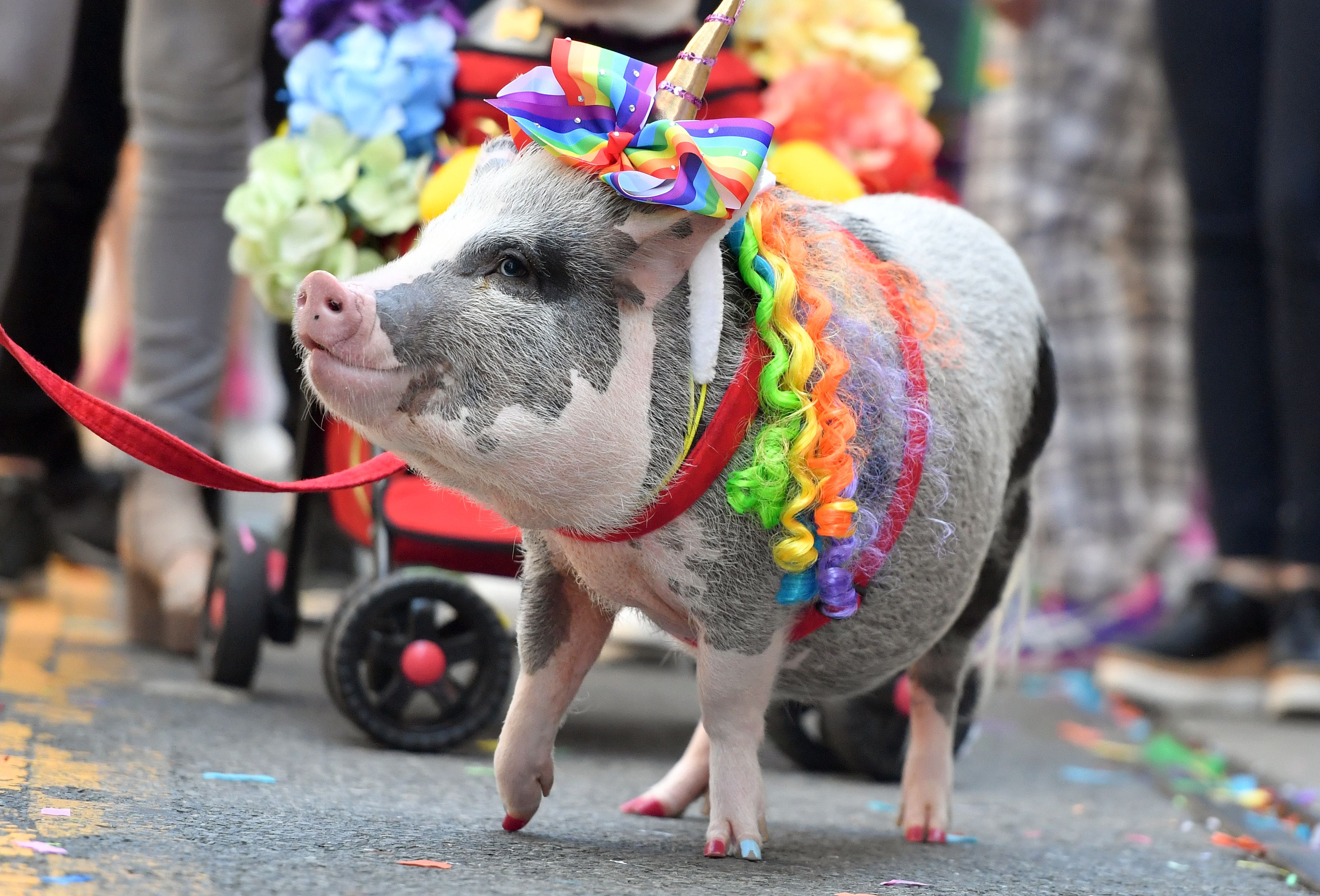 More than 1,500 animal species are bisexual and gay behaviour is the norm, scientists suggest