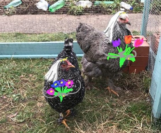 This woman realising her chickens are in a lesbian relationship is the ultimate quarantine love story