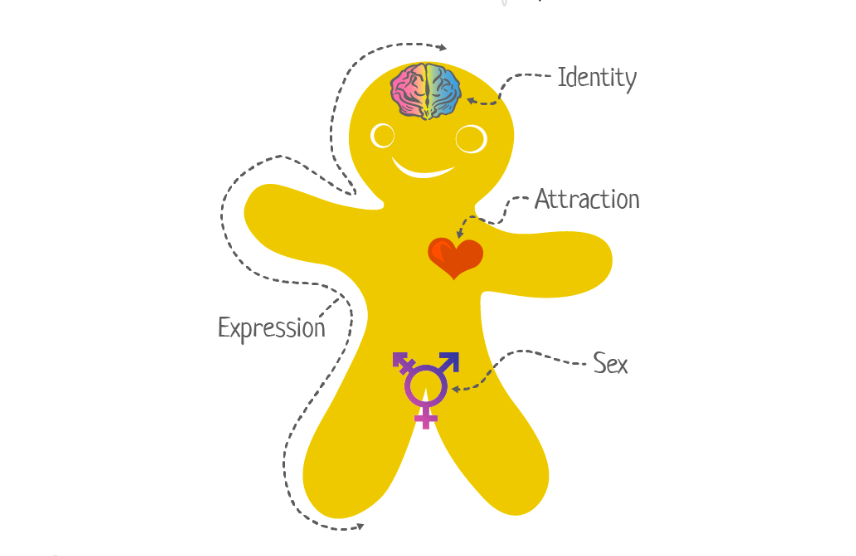 School scraps 'genderbread person' teaching material after complaints from mother who refuses to accept her trans son