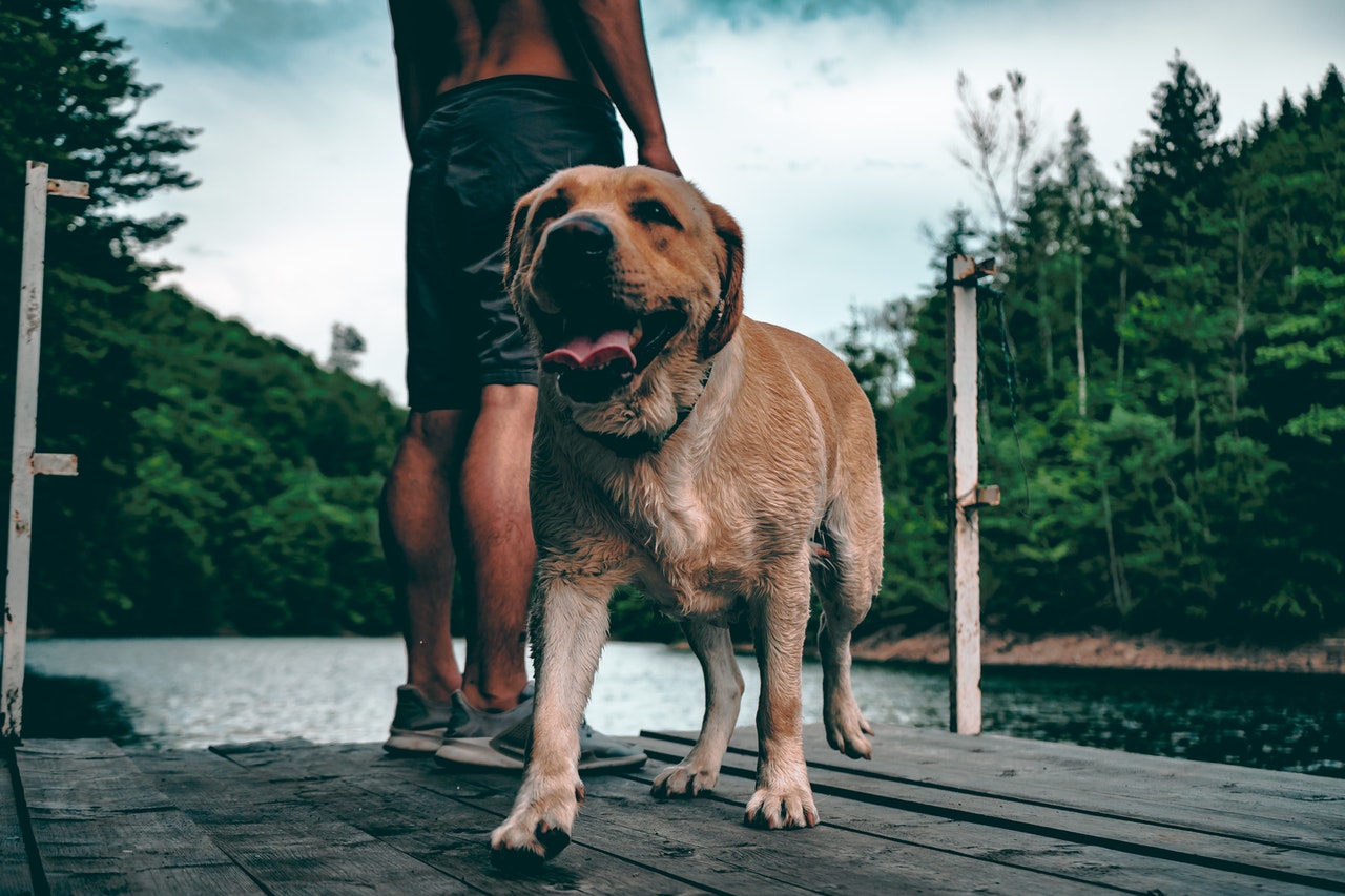 Gay couple threatened and abused in 'homophobic hate crime' simply for letting their dog swim in a pond