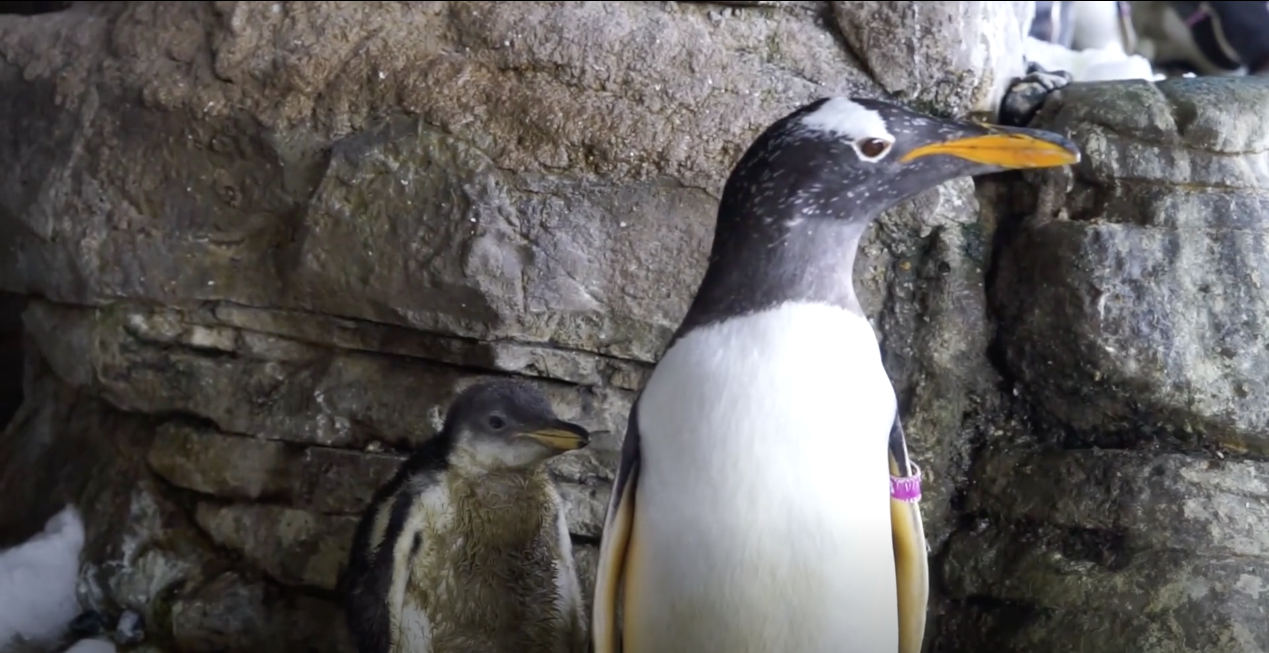 Adorable lesbian penguin couple welcome their first baby chick