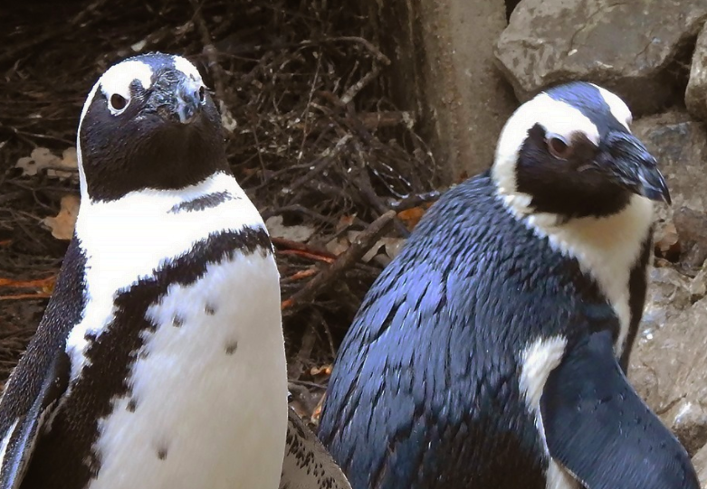 Two gay penguins determined to become fathers steal egg from lesbian neighbours