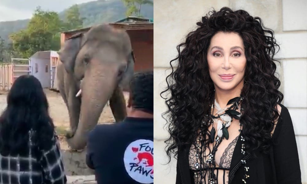 Cher serenades 'world's loneliest elephant' with iconic Cinderella song after flying to Pakistan to help save him