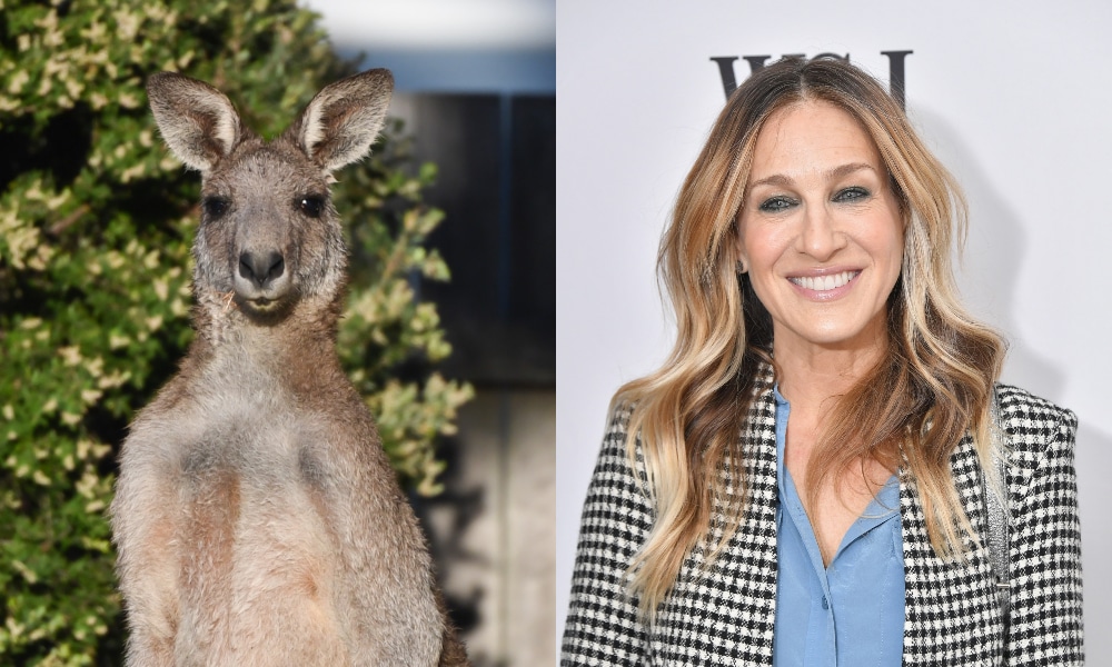 Jogger claims kangaroo attacked her in a violent rage because she was wearing Sarah Jessica Parker perfume
