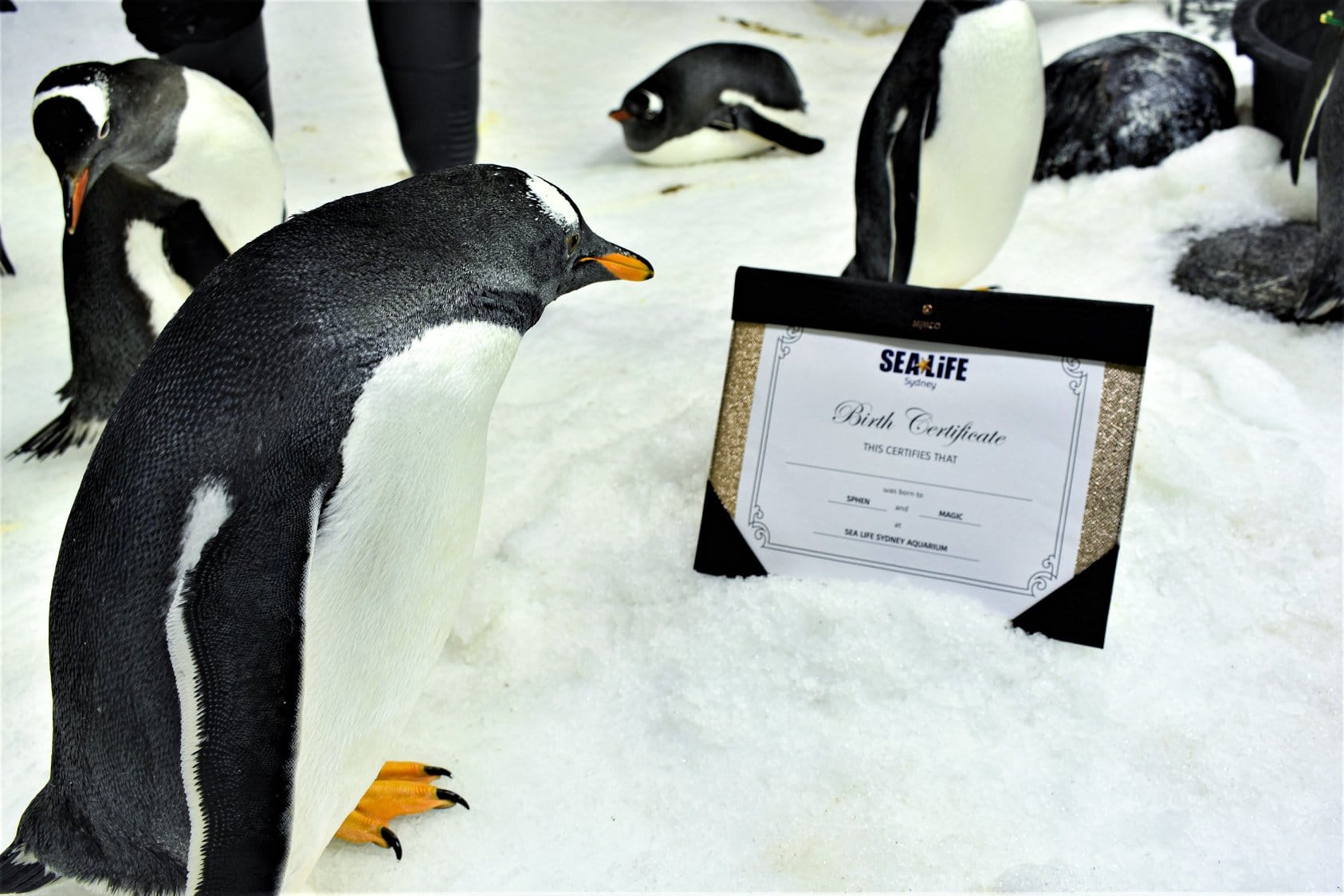 'World's most famous gay penguin couple' need your help naming their adorable new baby chick