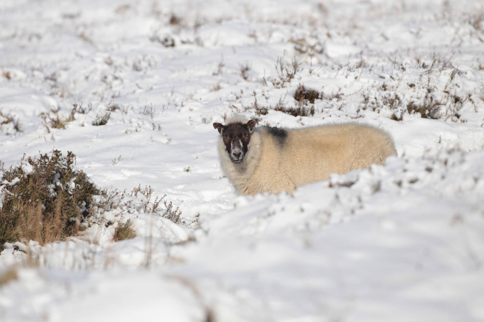 Same-sex couple caught breaching lockdown to have outdoor sex at 2am on coldest night in 26 years