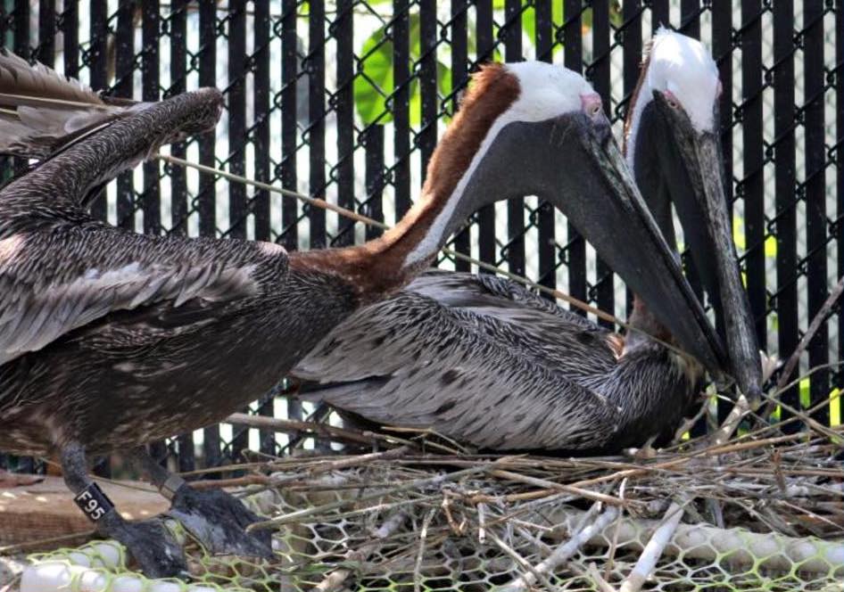 'Inseparable' gay pelican couple celebrate 18th anniversary