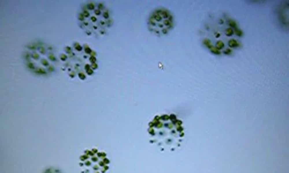 Algae species with three sexes that can all mate with each other discovered by scientists
