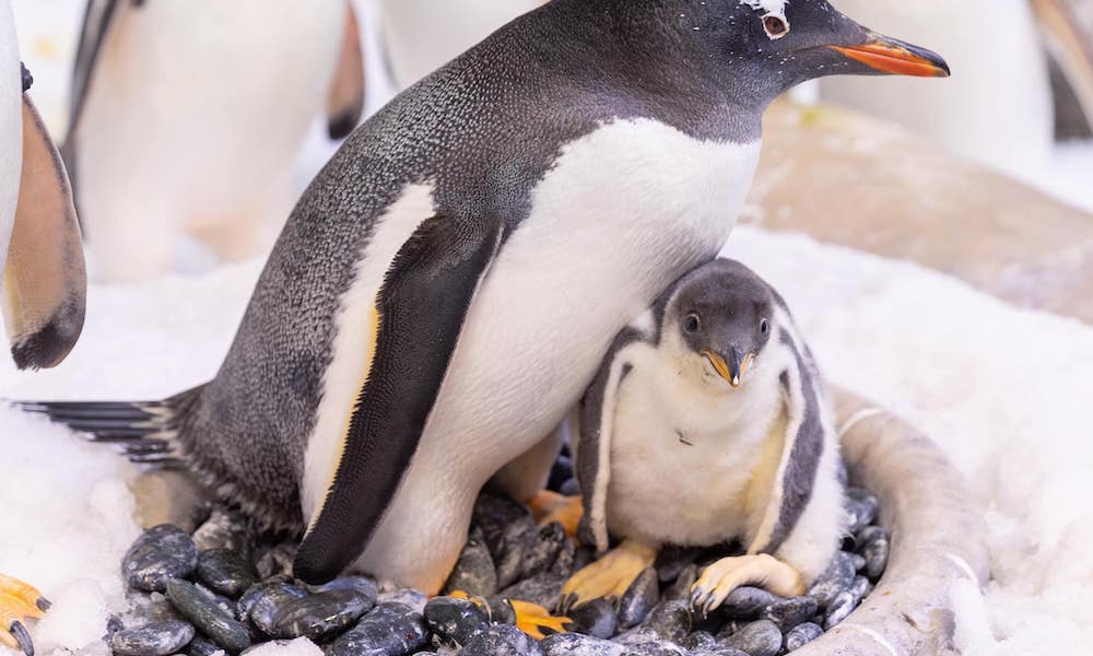 Gay penguin couples become 'fabulous uncles' to adorable new chick