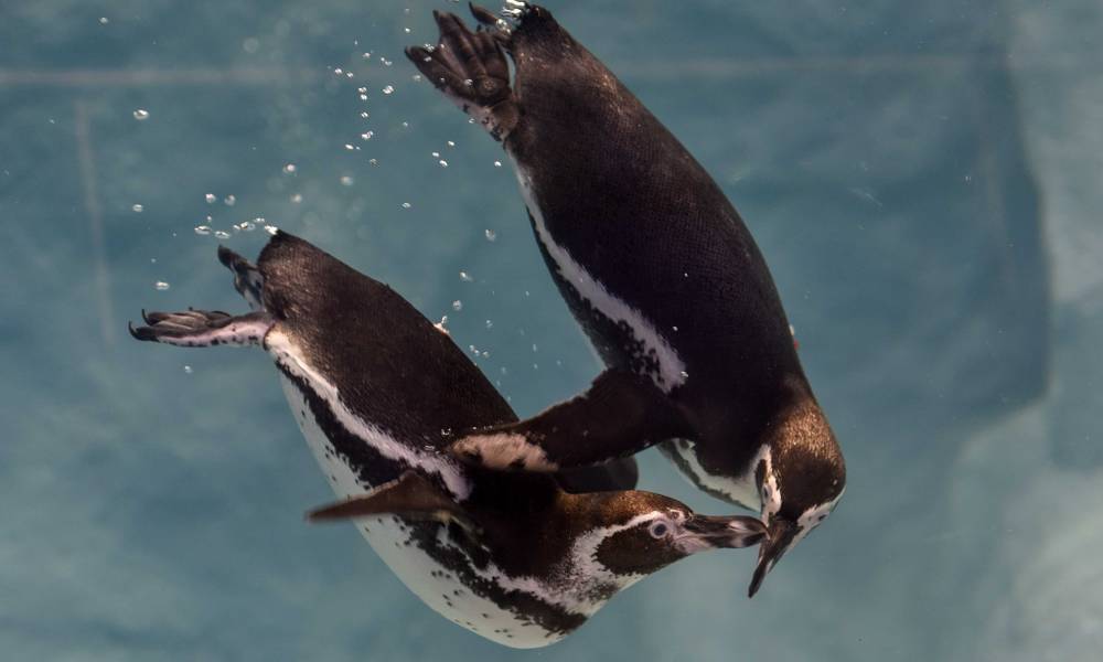 Gay penguins officially become first-time dads to adorable foster chick at New York zoo