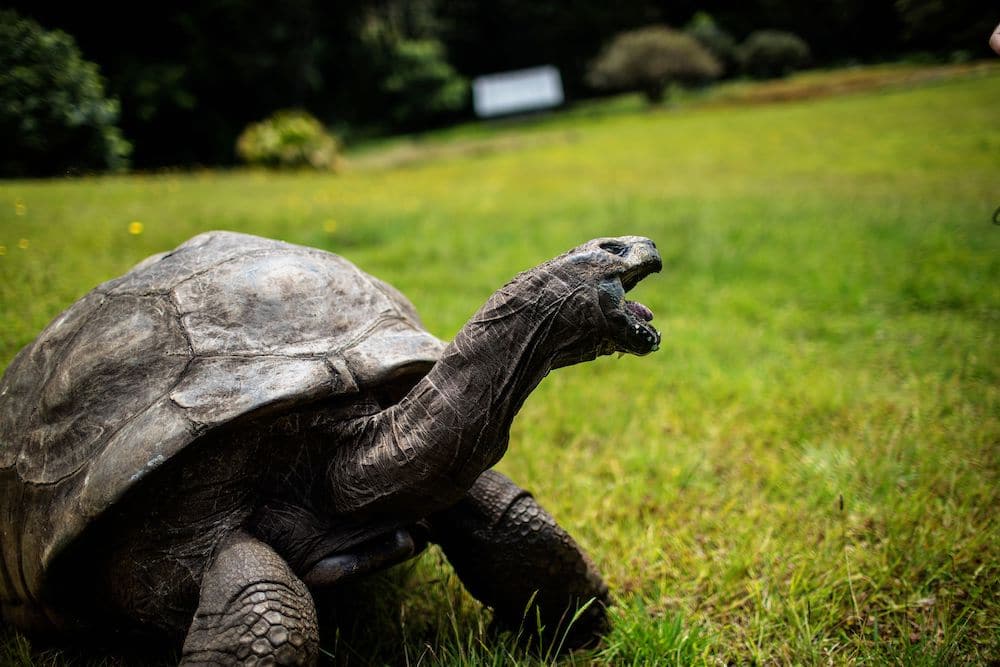 Jonathan the blind, gay, sex-crazed giant tortoise is now the oldest to have ever lived