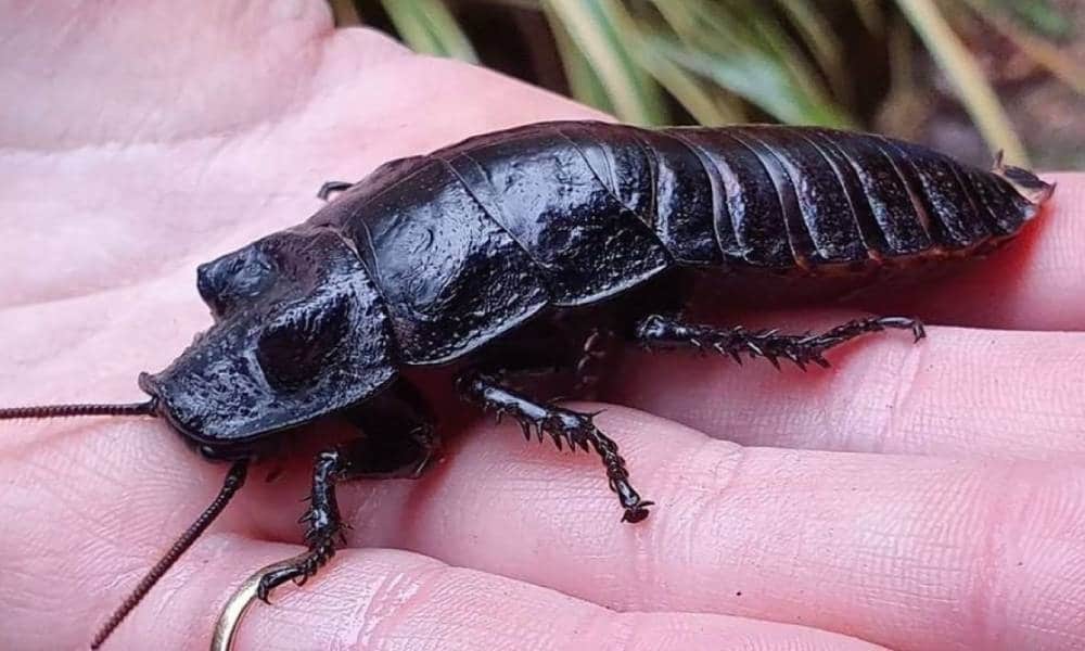 You can name a cockroach after your ex and watch them squirm for Valentine's Day