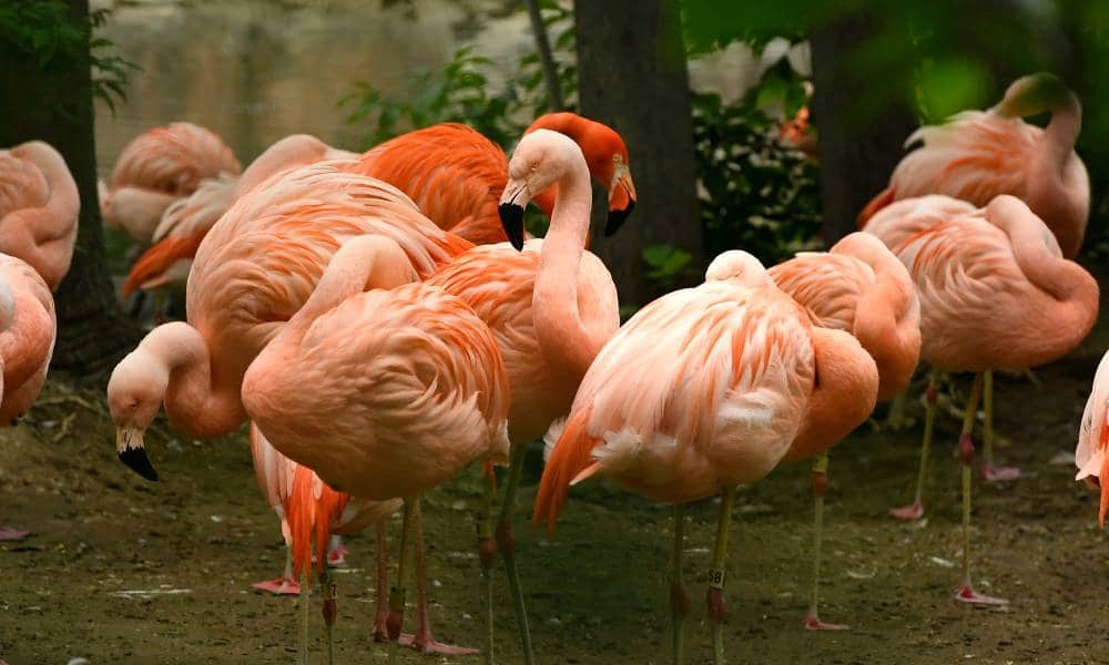 Gay flamingo couple break up during Pride Month and maybe love isn't real after all