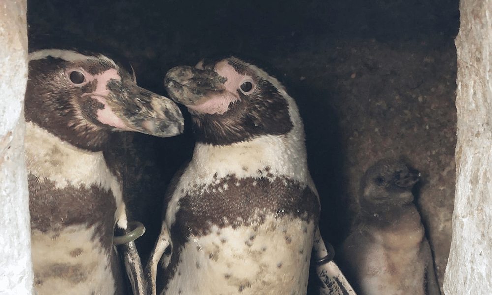 Adorable gay penguin couple become proud surrogate parents for baby chick