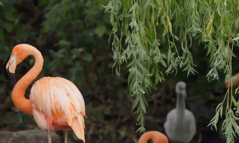 Gay flamingo dads raise abandoned chick and maybe the world isn't terrible after all